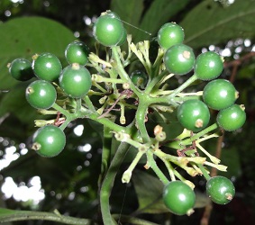 Berries of Pavetta wallichiana photo